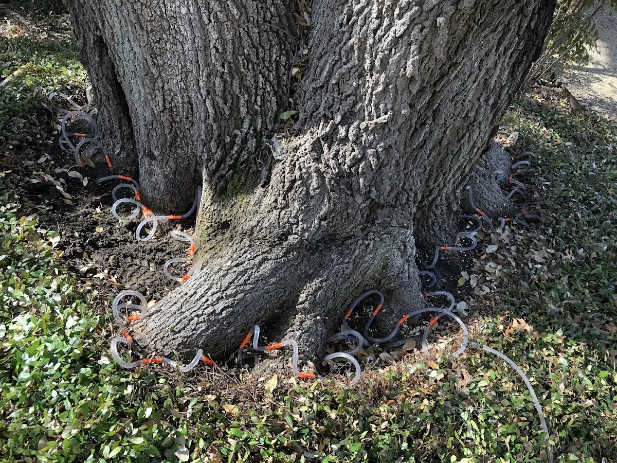 Detailed Tree Cabling and Bracing job site in Greensboro Bend