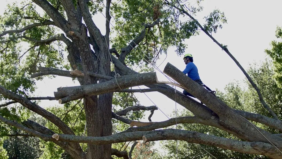 Professional Crown Thinning performed by certified arborists in Greensboro Bend