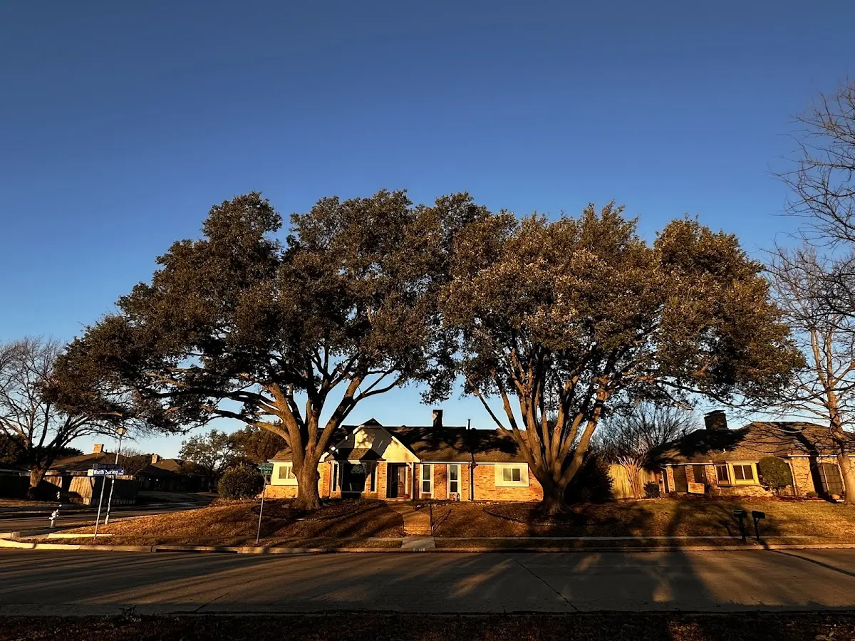 Established residential canopy tree shading a home in Greensboro Bend